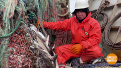 Ловись, минтай, большой и побольше! Доброе утро. Фрагмент