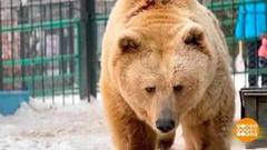 Косолапые, подъем! Доброе утро. Суббота. Фрагмент