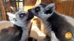 Весна! В зоопарках — зоопары… Доброе утро. Фрагмент 