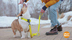 Поиграйте с собакой! Доброе утро. Фрагмент 