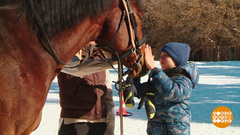 За что мы любим лошадей. Доброе утро. Фрагмент
