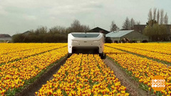 Про робота и про тюльпаны. Доброе утро. Фрагмент 