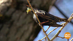 Весна! Не проходите мимо! Доброе утро. Фрагмент 