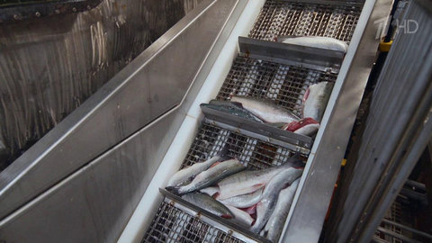 Развитие рыболовной отрасли сегодня в центре внимания президента