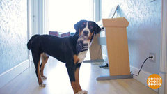 Собака, здравствуй, я дома! Доброе утро. Фрагмент 