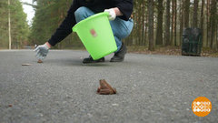 Про волонтеров и влюбленных жаб. Доброе утро. Суббота. Фрагмент 