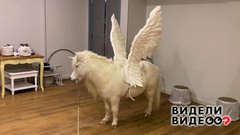 Пони в образе. Видели видео? Фрагмент 