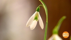 Где подснежник — там весна! Доброе утро. Фрагмент