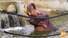 Подарки для слонов. Доброе утро. Фрагмент 