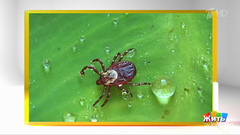 Угрозы, которые вас ждут на даче. Жить здорово! Фрагмент 