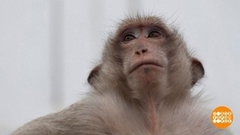 «Обезьянье царство». Доброе утро. Фрагмент