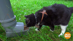 Кормушка для кота: все дело – труба! Доброе утро. Фрагмент