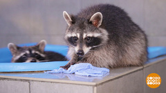 Еноты, ребята не робкого десятка… Доброе утро. Фрагмент