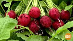 Овощи, ранние и полезные! Доброе утро. Фрагмент 