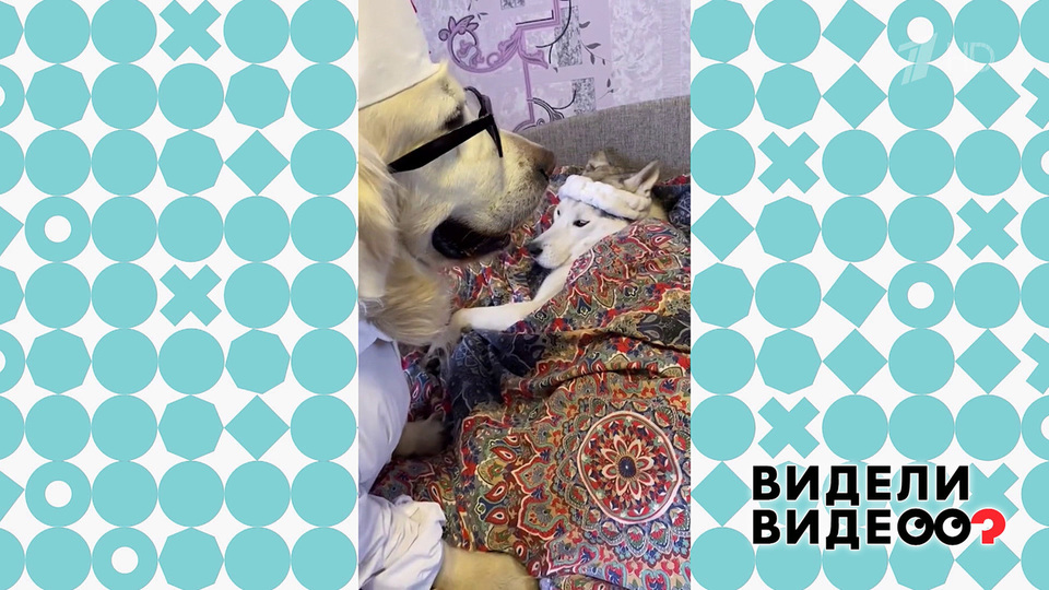 Собачья дружба. Видели видео? Фрагмент выпуска от 05.05.2024
