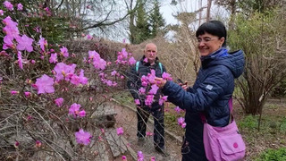 В Приморье местные жители и туристы спешат увидеть цветение рододендрона