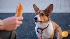 Не попрошайничай, собака! Доброе утро. Суббота. Фрагмент 