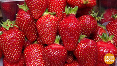 Клубничная география. Доброе утро. Фрагмент