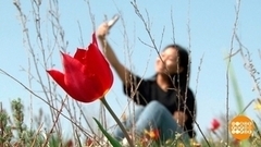 Тюльпаны цветут. И это — праздник! Доброе утро. Фрагмент