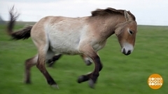 Редкие животные: спасти и сохранить. Доброе утро. Фрагмент 