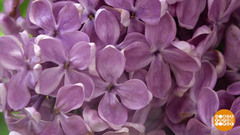 Сирень цветет! Доброе утро. Фрагмент 