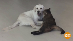 Как кошка с собакой? Доброе утро. Фрагмент 