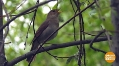 Соловей мой, соловей! Я тебя посчитаю… Доброе утро. Фрагмент 