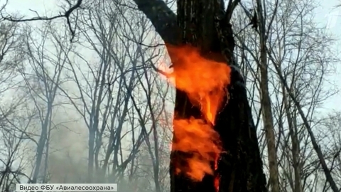 В российских регионах растет площадь лесных пожаров