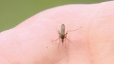 Ученые объяснили, почему одних людей атакуют комары, а других — нет