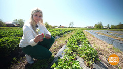 Грядки после заморозков: шансы есть! Доброе утро. Фрагмент