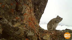 В гости к снежным барсам. Доброе утро. Суббота. Фрагмент 