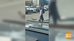 Переведи утят через дорогу! Доброе утро. Фрагмент 