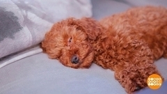 Щенок должен быть воспитанным... Доброе утро. Фрагмент 