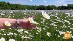 Раз ромашка, два ромашка… Целое море ромашек! Доброе утро. Фрагмент