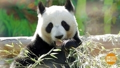 Папа вам не мама: идем в зоопарк. Доброе утро. Суббота. Фрагмент 