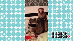 Макака и енот. Видели видео? Фрагмент