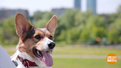 Корги, эльфийские овчарки. Доброе утро. Фрагмент