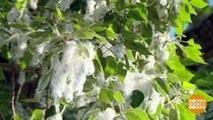 Тополиный пух: полет фантазии. Доброе утро. Фрагмент