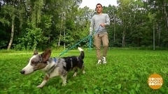 Если собака рвется с поводка. Доброе утро. Фрагмент 