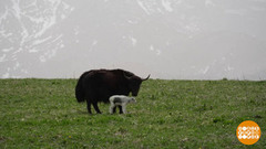 Яки — да! Доброе утро. Фрагмент 