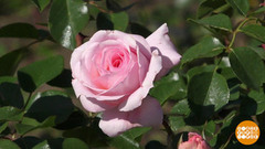 Как хороши, как свежи эти розы! Доброе утро. Фрагмент