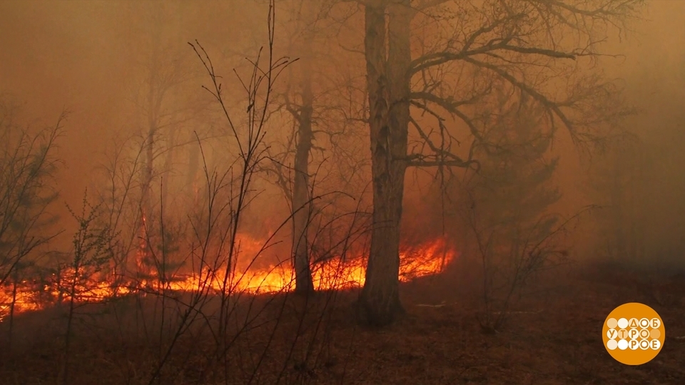 Как спасают леса от огня. Доброе утро. Фрагмент выпуска от 11.06.2024