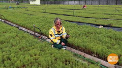 Что мы сажаем, сажая леса? Доброе утро. Суббота. Фрагмент 