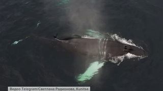 В Мурманской области благополучно завершилась эпопея со спасением кита Станислава