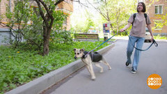 Как кошка с собакой? Это значит дружно! Доброе утро. Фрагмент 