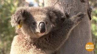 Не обижайте коалу! Доброе утро. Фрагмент 