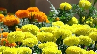 Фестиваль цветов в ГУМе — огромный сад в самом сердце столицы
