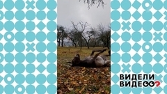 «Ослу не понравилось жить в общей квартире с козой и телкой...» Видели видео? Анонс