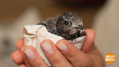 Птичку – жалко... Доброе утро. Фрагмент 