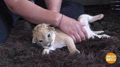 Почешите львенку пузо! Доброе утро. Фрагмент